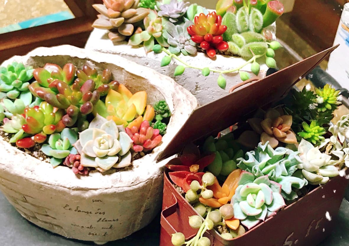 多肉植物寄せ植え