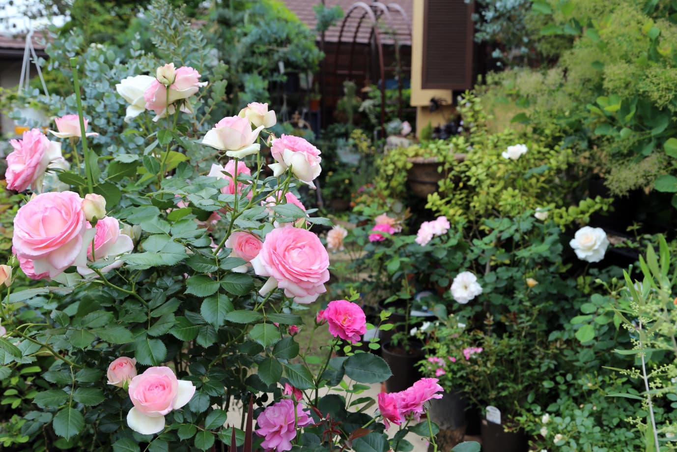 お庭の花その2